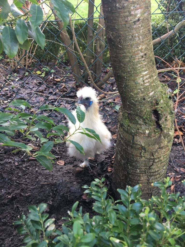 Weißes Zwergseidenhuhn läuft im Garten