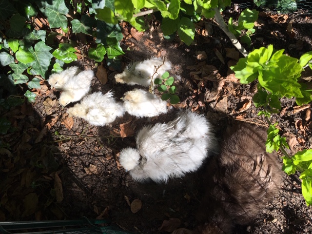 Kleine weiße Zwergenhühner stehen auf Gartenboden