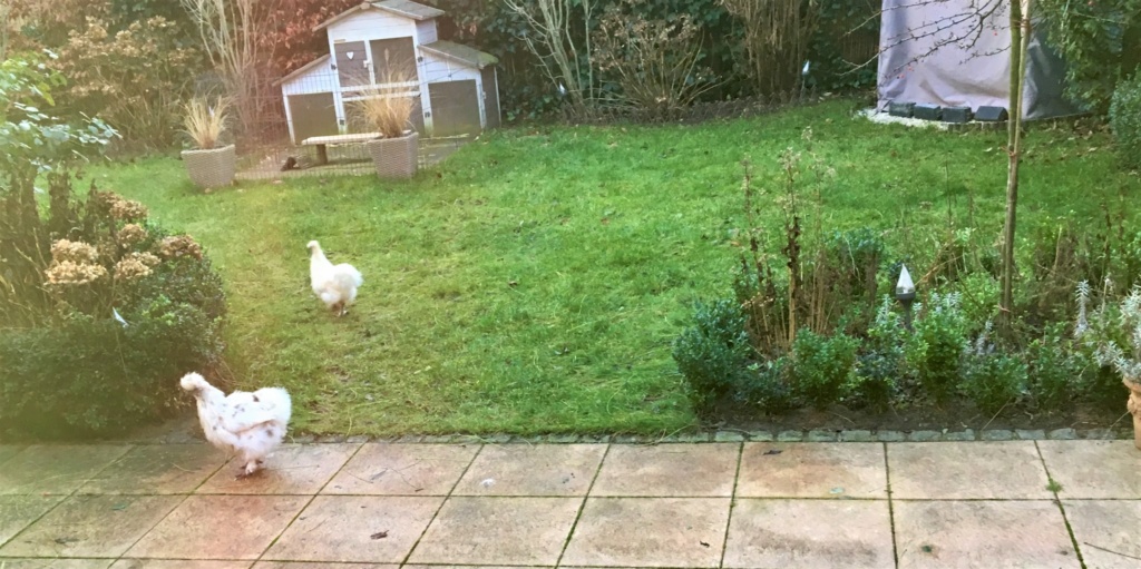 Zwei Zwergseidenhühner laufen im Garten vor Terasse Veranda
