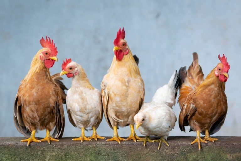 Zwerghuhnrassen Die beliebtesten kleinen Hühnerrassen im Überblick