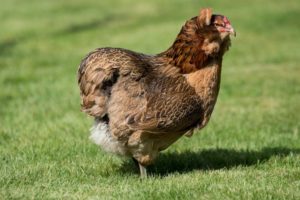 Braunes Zwerghuhn der Rasse Araucana