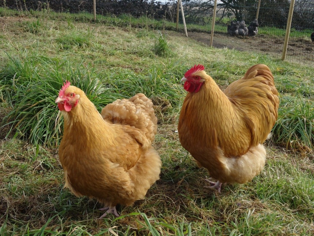 Zwei Zwerg Orpington Hühner auf Wiese