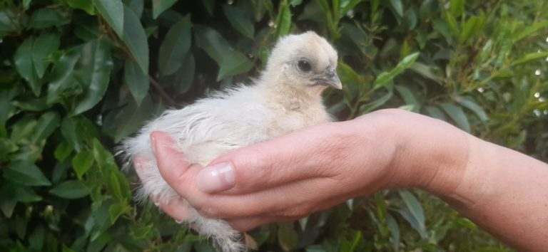 Ab wann dürfen Küken zu den anderen Hühnern? - Ilkasfarm