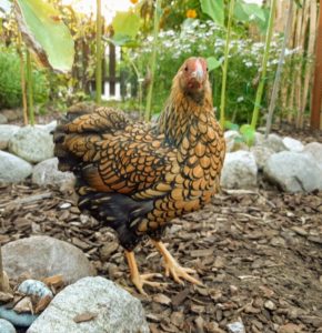 Zwerghühner halten im Garten: Die wichtigsten Fragen & Antworten