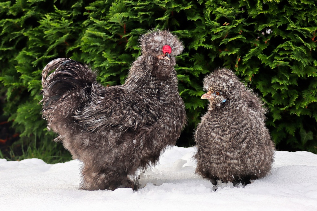 Hühner im Winter Haltung, Stall, Fressen, Wasser & Eier Ilkasfarm