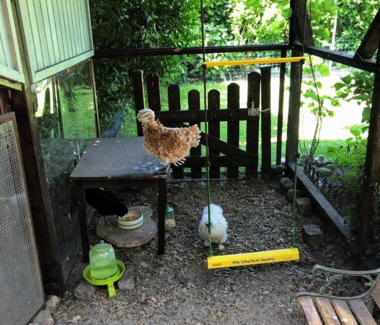 Welches Tier tötet Hühner am Tag: Die üblichen Verdächtigen - Ilkasfarm