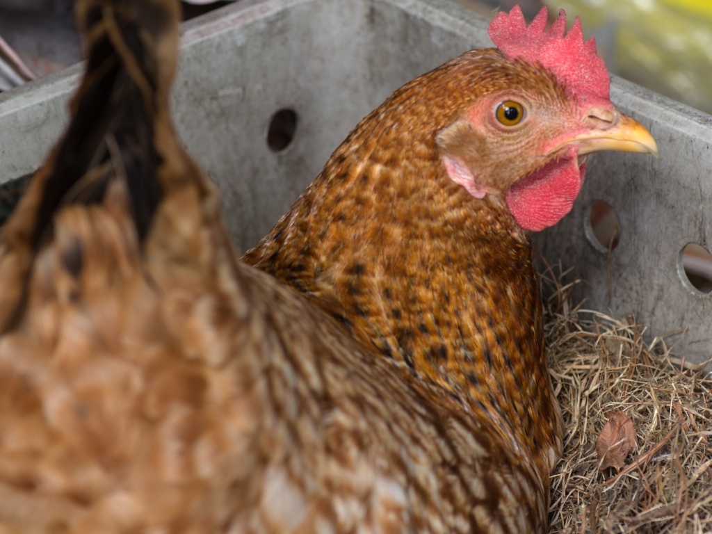 Hühner ohne Hahn im Stall entglucken