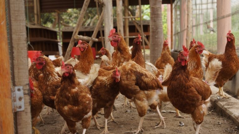 Wie viel Platz braucht ein Huhn? - Ilkasfarm
