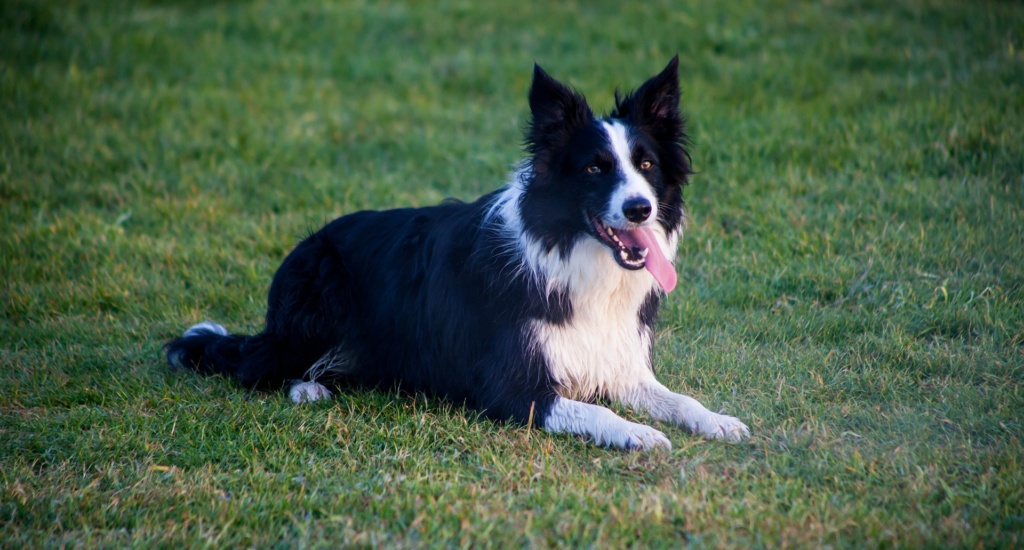 Border Collie mit schwarz weißes Fell