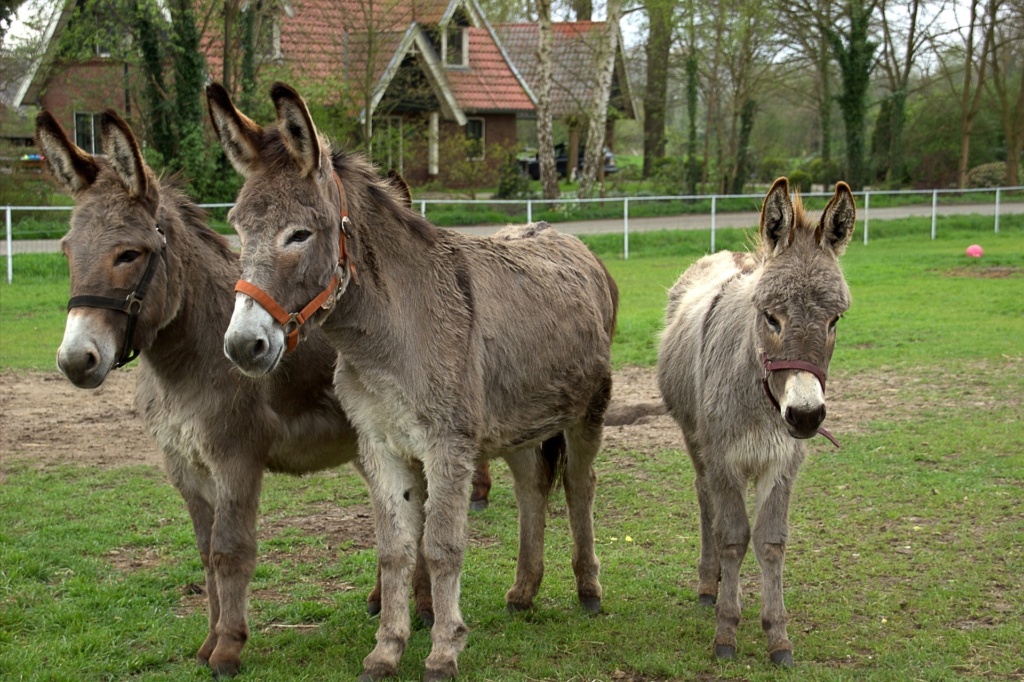 Drei Esel stehen nebeneinander auf Wiese