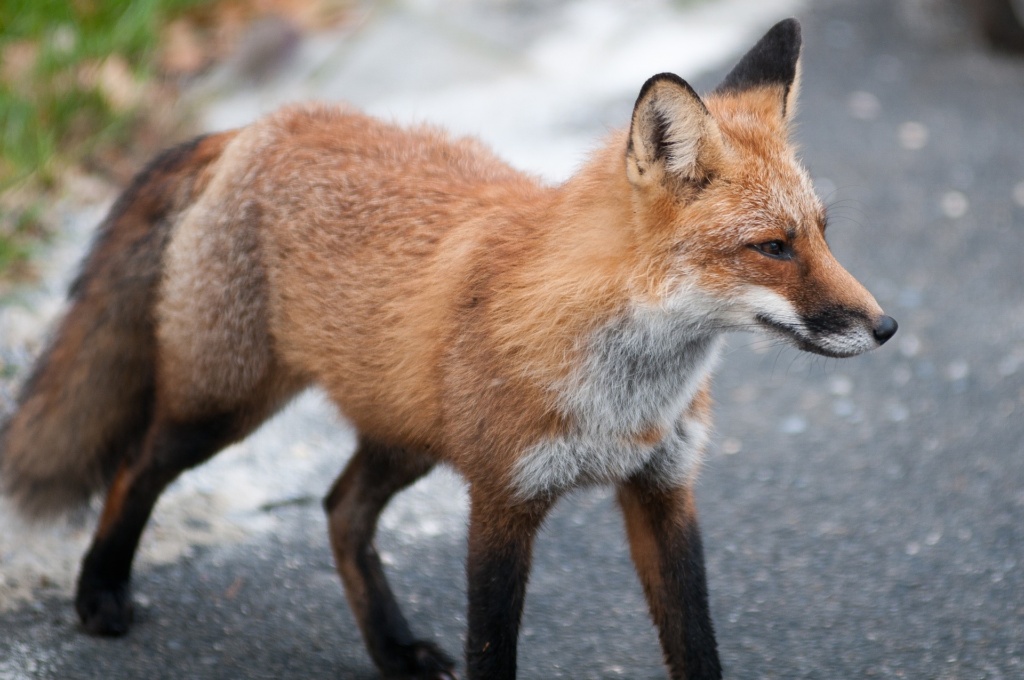 Fuchs auf Grundstück