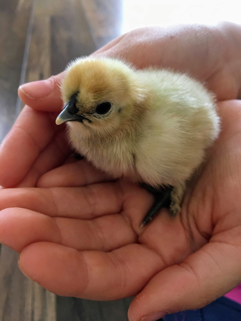 Kleines Küken auf der Hand