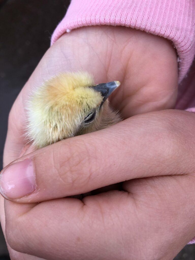 Küken in der Hand