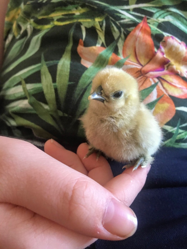 Küken sitzt auf Finger