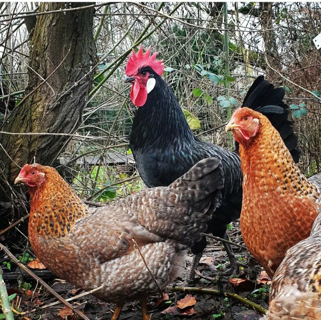 Bielefelder Kennhuhn Küken Hahn Oder Henne Bielefelder Kennhuhn: Wissenswertes über die Hühnerrasse