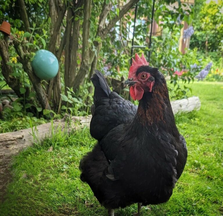 Marans Wissenswertes über die besondere Hühnerrasse