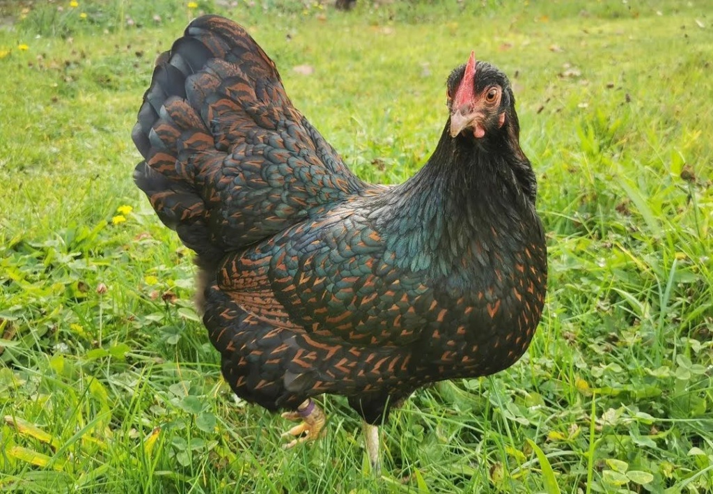 Barnevelder Die prächtige Hühnerrasse mit charakteristischen