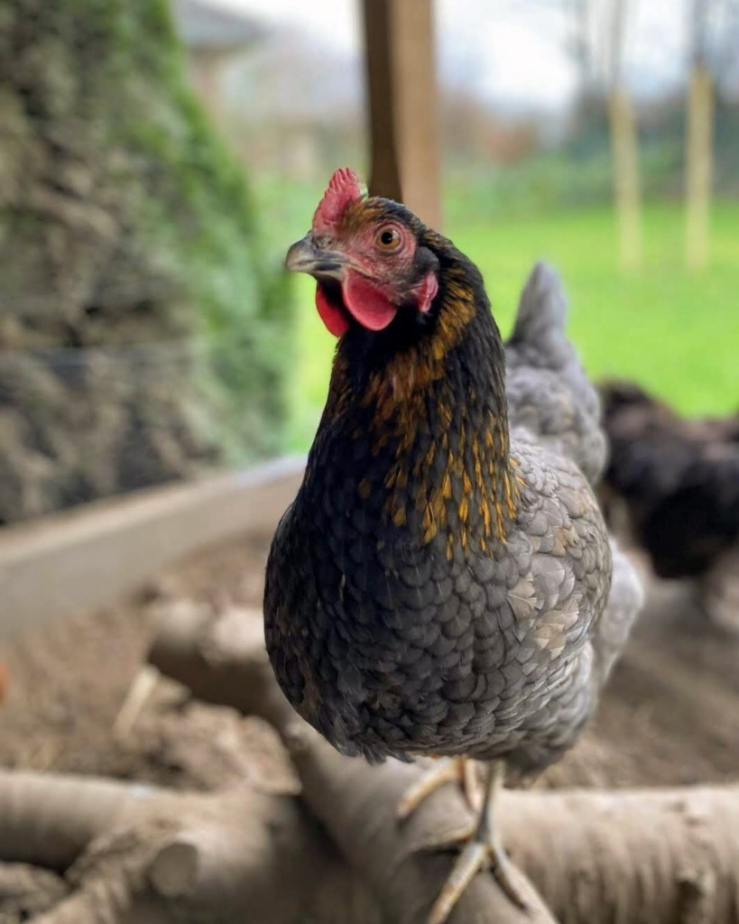 Königsberger Huhn - Ilkasfarm