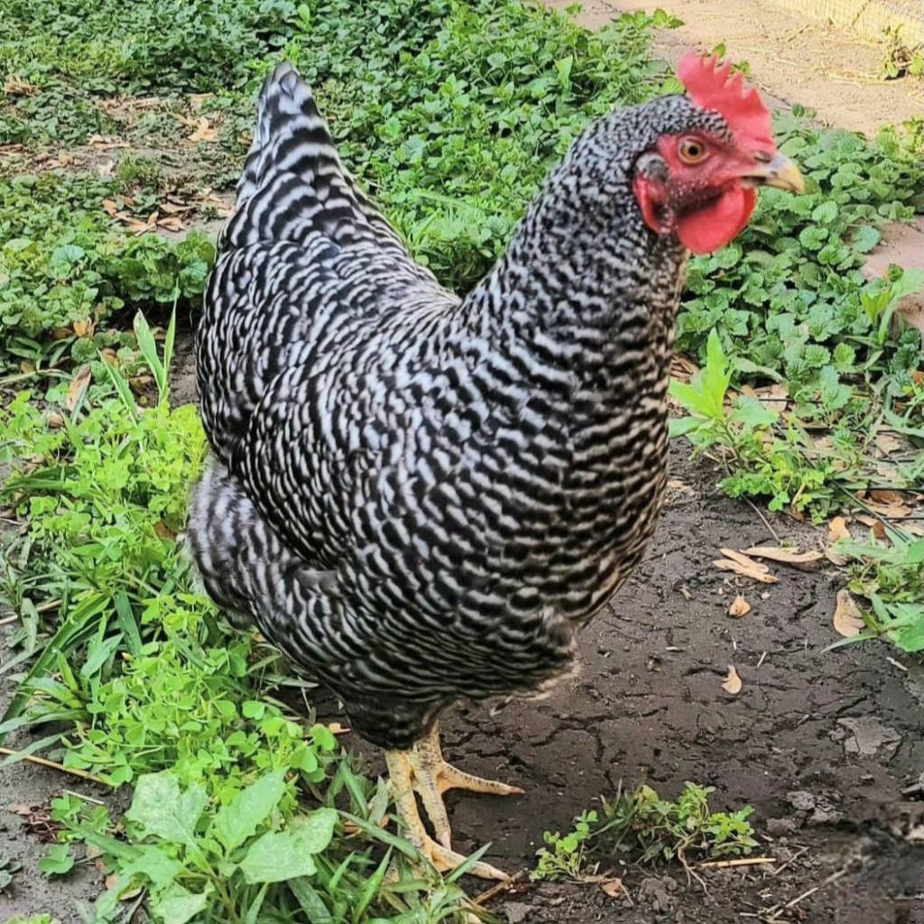 Plymouth Rock Huhn - Ilkasfarm