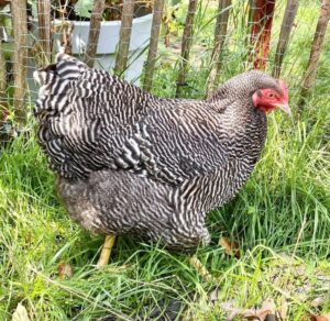 Plymouth Rock Huhn - Ilkasfarm