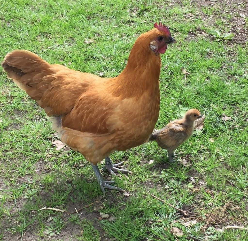 Ramelsloher Huhn Ilkasfarm